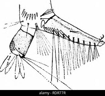 . Le zanzare dell America del Nord e America centrale e Antille. Le zanzare. 381. Si prega di notare che queste immagini vengono estratte dalla pagina sottoposta a scansione di immagini che possono essere state migliorate digitalmente per la leggibilità - Colorazione e aspetto di queste illustrazioni potrebbero non perfettamente assomigliano al lavoro originale. Howard, L. O. (Leland Ossian), 1857-1950; Dyar, Harrison G. (Harrison grigio), 1866-1929, coautore; Knab, Frederick, 1865- joint autore. Washington, D. C. , Carnegie Institution di Washington Foto Stock