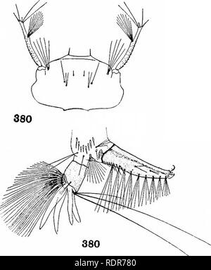 . Le zanzare dell America del Nord e America centrale e Antille. Le zanzare. 378 378. Si prega di notare che queste immagini vengono estratte dalla pagina sottoposta a scansione di immagini che possono essere state migliorate digitalmente per la leggibilità - Colorazione e aspetto di queste illustrazioni potrebbero non perfettamente assomigliano al lavoro originale. Howard, L. O. (Leland Ossian), 1857-1950; Dyar, Harrison G. (Harrison grigio), 1866-1929, coautore; Knab, Frederick, 1865- joint autore. Washington, D. C. , Carnegie Institution di Washington Foto Stock