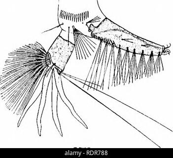 . Le zanzare dell America del Nord e America centrale e Antille. Le zanzare. . Si prega di notare che queste immagini vengono estratte dalla pagina sottoposta a scansione di immagini che possono essere state migliorate digitalmente per la leggibilità - Colorazione e aspetto di queste illustrazioni potrebbero non perfettamente assomigliano al lavoro originale. Howard, L. O. (Leland Ossian), 1857-1950; Dyar, Harrison G. (Harrison grigio), 1866-1929, coautore; Knab, Frederick, 1865- joint autore. Washington, D. C. , Carnegie Institution di Washington Foto Stock