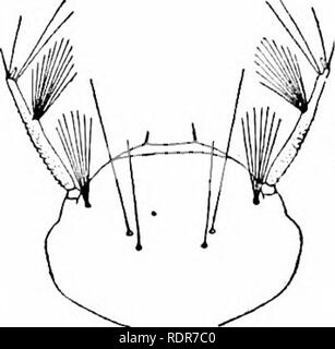 . Le zanzare dell America del Nord e America centrale e Antille. Le zanzare. 350. Si prega di notare che queste immagini vengono estratte dalla pagina sottoposta a scansione di immagini che possono essere state migliorate digitalmente per la leggibilità - Colorazione e aspetto di queste illustrazioni potrebbero non perfettamente assomigliano al lavoro originale. Howard, L. O. (Leland Ossian), 1857-1950; Dyar, Harrison G. (Harrison grigio), 1866-1929, coautore; Knab, Frederick, 1865- joint autore. Washington, D. C. , Carnegie Institution di Washington Foto Stock