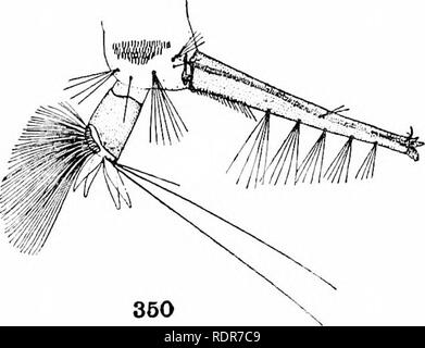 . Le zanzare dell America del Nord e America centrale e Antille. Le zanzare. . Si prega di notare che queste immagini vengono estratte dalla pagina sottoposta a scansione di immagini che possono essere state migliorate digitalmente per la leggibilità - Colorazione e aspetto di queste illustrazioni potrebbero non perfettamente assomigliano al lavoro originale. Howard, L. O. (Leland Ossian), 1857-1950; Dyar, Harrison G. (Harrison grigio), 1866-1929, coautore; Knab, Frederick, 1865- joint autore. Washington, D. C. , Carnegie Institution di Washington Foto Stock