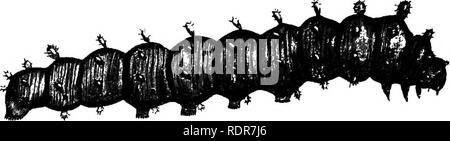 . Una dissertazione su alcuni degli insetti dannosi per la vegetazione . Pesti di insetto. 388 LEPIDOPTEBA. disponibili su Apple, ciliegia e prugna alberi, e il ribes e cespugli di Crespino in luglio e agosto. Quando il giovane è di un colore giallo intenso, con righe- di minute verruche nero sulla sua schiena. Si tratta per la sua piena dimensione dal primo di settembre, Fig. 183.. e poi tre misure in pollici o più di lunghezza ed è più spessa di un uomo con il pollice. È quindi del tutto di una multa, chiaro, colore verde chiaro; sulla parte superiore del secondo anello sono due grandi globulare di corallo rosso verruche, assillano con circa quattro- teen molto breve bris nero Foto Stock