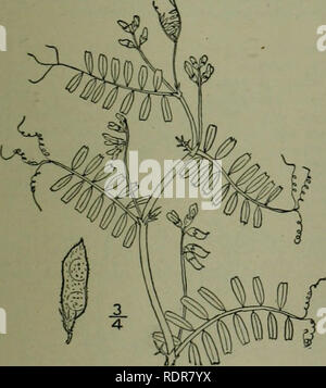 . Una flora illustrata del nord degli Stati Uniti, il Canada e la British possedimenti : da Terranova al parallelo tra il confine meridionale della Virginia e dall'Oceano Atlantico verso ovest per il 102º meridiano. La botanica. Genere 40. Famiglia di pisello. 7. Vicia tetrasperma (L.J Moench. Snello 'etcli. Liscia o lenticchia Tara. Fig. 2619. Eri'um telraspermum L, Sp. PI. 738. 1753. Vicia tetrasperma Moench, Met. 148. 1794. Annuale, glabrous o quasi, debole, slen- der, 6'-24' lungo. Stipules lineare, lungo auriculate alla base; foglie di breve petioled; leaHets sottile, 6-12, lineare oppure lineare-oblunga, otte Foto Stock