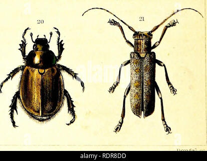 . Una dissertazione su alcuni degli insetti dannosi per la vegetazione . Pesti di insetto. . Si prega di notare che queste immagini vengono estratte dalla pagina sottoposta a scansione di immagini che possono essere state migliorate digitalmente per la leggibilità - Colorazione e aspetto di queste illustrazioni potrebbero non perfettamente assomigliano al lavoro originale. Harris, Thaddeus William, 1795-1856; Selce, Charles Louis, 1824-1889. Boston : William White, stampante per lo stato Foto Stock