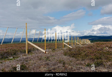 Nuovo recinto di cervi eretto per proteggere appena piantato alberi nativi sulla brughiera nel Parco Nazionale di Cairngorms vicino a Boat of Garten Foto Stock