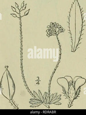. Una flora illustrata del nord degli Stati Uniti, il Canada e la British possedimenti : da Terranova al parallelo tra il confine meridionale della Virginia e dall'Oceano Atlantico verso ovest per il 102º meridiano. La botanica. 13. Draba alpina L. Whitlow alpino-erba. Fig. 2009. Draba alpina L. Sp. PI. 642. 1753. Perenne da un caudex ramificato, densamente, tufted vedute pubescent, i'-6' alta. Lascia tutti i basale, intero o poche dentato, oblunga, o oblungo-lanceolate, angoli ottusi oppure acuti all'apice, per lo più ristretto alla base, ciliato, o-villosi pubescent, talvolta con alcuni peli stellate, 2"- Foto Stock