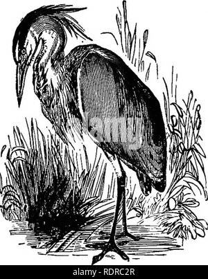 . Storia naturale. Per l'uso di scuole e famiglie. Zoologia. 176 NATUEAL STORIA. Sud America, chiamato dal suo forte voce aspro, The Trumpeter. È circa le dimensioni di un uccello, e viene letto- ily addomesticati. Esso viene eseguito rapidamente, ma raramente prende l'ala. Ci sono due grandi sacchi membranosi collegare- ed con il windpipe in corrispondenza della sua parte inferiore, che sono sup- poste per dare forza alla voce, che viene utilizzato come il sacchetto pieno di aria è in la zampogna. 286. La famiglia di airone può essere considerato come il t3T&gt;- ical famiglia di questo ordine, gli uccelli incluso in esso essendo pre-eminentemente formata per trampolieri. Essi sono Foto Stock