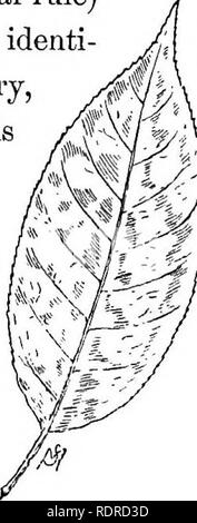 . Conosce gli alberi e le loro foglie . Alberi. I tigli, ecc bold stand contro gli elementi. Queste foglie sono in netto contrasto con quelle dei vecchi ciliegia, e tutto il loro aspetto è indicativa di vigore giovanile. È un fatto curioso, tuttavia, che l'ampia, smussata foglia (che è un' eccezione alla regola generale) di questa giovane amarena è quasi identi- cal in forma con quello della strozzatura cherr;) Prunus Yirginioma • questa specie è considerato adeguatamente un arbusto, sebbene in un clima mite e talvolta si raggiunge le proporzioni di una buona-si^ed albero. Ma coltiva particolare albero mi descrivere wh Foto Stock