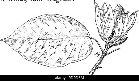 . Conosce gli alberi e le loro foglie . Alberi. 24 Conosce gli alberi e le loro foglie. lussureggiante, dolce-magnolie in fiore. Il piuttosto a tulipano fiori, che provengono in tarda primavera, sono tre pollici di larghezza, giallo verdolino-bianca e fragrante.. Magnolia acuminati. Le foglie sono piuttosto tliin, verde scuro al di sopra, verde chiaro e leggermente al di sotto di roverella e misurano da sette a dieci pollici in lunghezza. Essi sono ampiamente distribuiti lungo il ramo e non Clustered alla fine. La rosa-rosso semi della peculiare, frutta curvo-cono maturano aiitumn; * Quando è verde, il cono assomiglia ad un cetriolo piccolo; Foto Stock