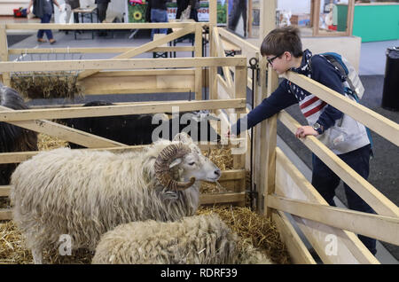 Berlino, Germania. 18 gennaio, 2019. Un ragazzo alimenta una capra durante la International Green Week (IGW) Berlino a Berlino, capitale della Germania, a gennaio 18, 2019. La IGW Berlino, una mostra internazionale dei prodotti alimentari, agricoltura e giardinaggio industries, aperto venerdì e durerà fino al gennaio 27, attraendo più di 1.700 espositori provenienti da tutto il mondo. Credito: Shan Yuqi/Xinhua/Alamy Live News Foto Stock