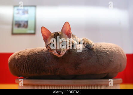 Berlino, Germania. 18 gennaio, 2019. Un gatto è visibile a livello internazionale la Settimana Verde (IGW) Berlino a Berlino, capitale della Germania, a gennaio 18, 2019. La IGW Berlino, una mostra internazionale dei prodotti alimentari, agricoltura e giardinaggio industries, aperto venerdì e durerà fino al gennaio 27, attraendo più di 1.700 espositori provenienti da tutto il mondo. Credito: Shan Yuqi/Xinhua/Alamy Live News Foto Stock