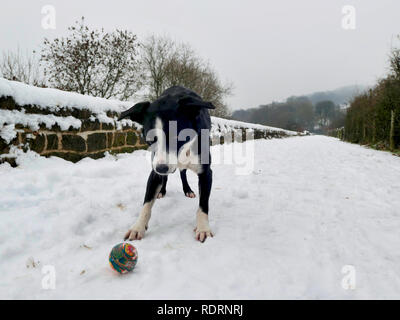 Regno Unito: Meteo Boarder Collie cane giocare a palla di neve sul picco elevato Trail, rocce nere, Bolehill, Derbyshire, Parco Nazionale di Peak District Credit: Doug Blane/Alamy Live News Foto Stock