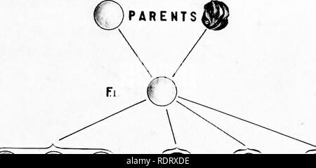 . Una critica della teoria dell'evoluzione. Evoluzione. Teoria dell evoluzione 53 round. Vi è stata una ricombinazione di char- acters, mentre nello stesso tempo i risultati per ogni coppia di caratteri presi separatamente, sono ooo 0 © ^ 9 1 Fig. 2. Croce l)etH-een giallo-round e verde-piselli rugosi, dando la 9: 3: 3; 1 rapporto in F.,. accord con JMendel la legge di segregazione, (fig. 22). La seconda legge di Mendel maj' essere chiamato la legge di assortimento indipendente di carattere diverso jjairs. Possiamo, come si trattasse di prendere i caratteri di un organismo e la loro ricombinazione ^vitli quelli. Si prega di notare che il Foto Stock