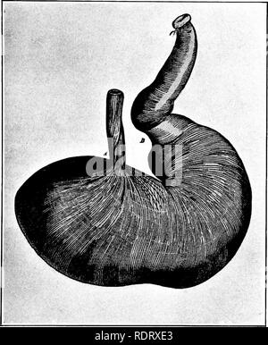 . Elementary Treatise on stock feed e alimentazione. Feed. Fisiologia della digestione 4Ho stomaco dei buoi e pecore.-stomaco del cavallo e del maiale sono semplici e hanno uno scomparto wliile quelli dei buoi e pecore sono più comphcated e hanno quattro scomparti cioè il primo vano (rumine o panza) ; il secondo vano (a nido d'ape o reticolo) ; il terzo scomparto. Figf. I.-stomaco di th" cavallo. A-cardiac fine dell'esofago; B-estremità pilorica e anello-afler Fleming. (Omasum o manyplies) ; e il quarto compartimento (abom- asum o caglio, o vero vano digestivi). Questo l Foto Stock