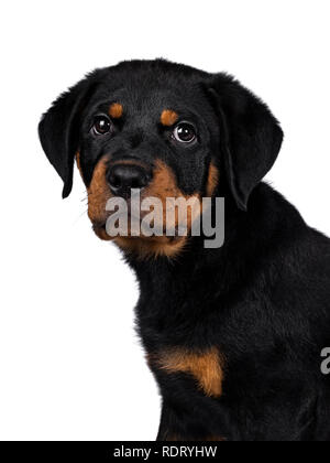 Colpo alla testa del simpatico cane Rottweiler cucciolo lato seduta modi e guardando dritto a lente con scuri occhi dolci. Isolato su sfondo bianco. Foto Stock