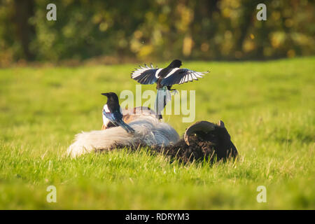 Gazza comune uccelli, Pica pica, giocando a riposare e dormire le pecore Foto Stock