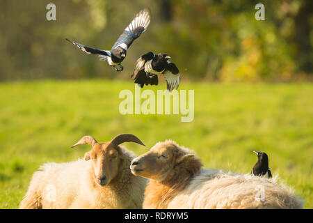 Gazza comune uccelli, Pica pica, giocando a riposare e dormire le pecore Foto Stock