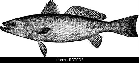 . American pesci; un famoso trattato su il gioco e il cibo pesci del Nord America, con particolare riferimento alle abitudini e i metodi di cattura. Pesci. Il SQUETEAGUES. 117 ed è probabile che il nome " la trota di mare " verrà sempre utilizzato. Genio Scott ha proposto il nome " Spotted Silver-lati," che non è particolarmente appropriato e che nessuno ma stesso ha mai usato.. THE SPOTTED SQUETEAGUE. La storia di American pesci contiene una quantità molto piccola di rispettare le abitudini di questa specie, anche se esso è così importante un elemento di cibo per gli abitanti del sud del COA Foto Stock