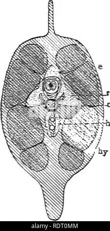. Il libro di testo di zoologia vertebrati. Vertebrati, Anatomia, comparativo. 144 morfologia del ORCAA di vertebrati. le vertebre in avanti, si è visto che il processo trasversale della vertebra sacrale, notevolmente ingrandita, supporta l'arco pelvico, mentre nelle vertebre presacral questi stessi processi trasversali sopportare brevi elementi articolati, - le nervature. Consegue da ciò (i j che le nervature di anfibio non sono equivalenti ai processi haemal in questi animali, e (2) che sono struc- tures diverso da nervature di pesci. Questa vista è ulteriormente suffragata da condizioni che Foto Stock
