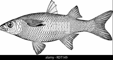 . American food e selvaggina Pesci : un popolare conto di tutte le specie in America a nord dell'equatore, con chiavi per una pronta identificazione, storie di vita e di metodi di cattura . Pesci pesci Pesci. Il Dajaos verso nord per Key West dove è abbondante. Esso raggiunge una lunghezza ID pollici ed è di qualche piccolo valore come cibo. Il genere Chcviwiinig//, si distingue per la mancanza di un tessuto adiposo palpebra, ha nelle nostre acque una specie singola, C. proboscideus,. un po' di triglie, arrivano fino a 6 pollici di lunghezza. Essa si verifica sulla nostra costa del Pacifico da Mazatlan a Panama. Non è abbondante e non è di Foto Stock