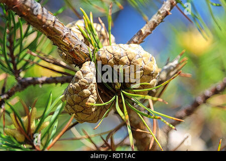 Due di pino silvestre rocche su un albero prima dell'apertura. Foto Stock