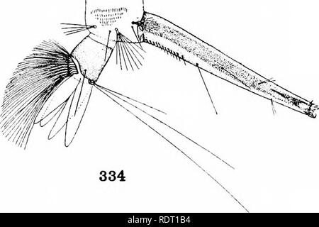 . Le zanzare dell America del Nord e America centrale e Antille. Le zanzare. . Si prega di notare che queste immagini vengono estratte dalla pagina sottoposta a scansione di immagini che possono essere state migliorate digitalmente per la leggibilità - Colorazione e aspetto di queste illustrazioni potrebbero non perfettamente assomigliano al lavoro originale. Howard, L. O. (Leland Ossian), 1857-1950; Dyar, Harrison G. (Harrison grigio), 1866-1929, coautore; Knab, Frederick, 1865- joint autore. Washington, D. C. , Carnegie Institution di Washington Foto Stock