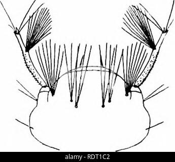. Le zanzare dell America del Nord e America centrale e Antille. Le zanzare. . Si prega di notare che queste immagini vengono estratte dalla pagina sottoposta a scansione di immagini che possono essere state migliorate digitalmente per la leggibilità - Colorazione e aspetto di queste illustrazioni potrebbero non perfettamente assomigliano al lavoro originale. Howard, L. O. (Leland Ossian), 1857-1950; Dyar, Harrison G. (Harrison grigio), 1866-1929, coautore; Knab, Frederick, 1865- joint autore. Washington, D. C. , Carnegie Institution di Washington Foto Stock