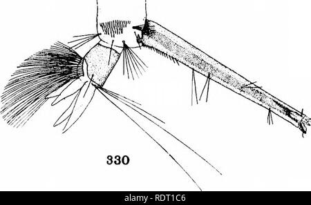 . Le zanzare dell America del Nord e America centrale e Antille. Le zanzare. . Si prega di notare che queste immagini vengono estratte dalla pagina sottoposta a scansione di immagini che possono essere state migliorate digitalmente per la leggibilità - Colorazione e aspetto di queste illustrazioni potrebbero non perfettamente assomigliano al lavoro originale. Howard, L. O. (Leland Ossian), 1857-1950; Dyar, Harrison G. (Harrison grigio), 1866-1929, coautore; Knab, Frederick, 1865- joint autore. Washington, D. C. , Carnegie Institution di Washington Foto Stock