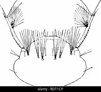 . Le zanzare dell America del Nord e America centrale e Antille. Le zanzare. 326. 326. Si prega di notare che queste immagini vengono estratte dalla pagina sottoposta a scansione di immagini che possono essere state migliorate digitalmente per la leggibilità - Colorazione e aspetto di queste illustrazioni potrebbero non perfettamente assomigliano al lavoro originale. Howard, L. O. (Leland Ossian), 1857-1950; Dyar, Harrison G. (Harrison grigio), 1866-1929, coautore; Knab, Frederick, 1865- joint autore. Washington, D. C. , Carnegie Institution di Washington Foto Stock
