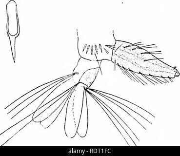 . Le zanzare dell America del Nord e America centrale e Antille. Le zanzare. . Si prega di notare che queste immagini vengono estratte dalla pagina sottoposta a scansione di immagini che possono essere state migliorate digitalmente per la leggibilità - Colorazione e aspetto di queste illustrazioni potrebbero non perfettamente assomigliano al lavoro originale. Howard, L. O. (Leland Ossian), 1857-1950; Dyar, Harrison G. (Harrison grigio), 1866-1929, coautore; Knab, Frederick, 1865- joint autore. Washington, D. C. , Carnegie Institution di Washington Foto Stock