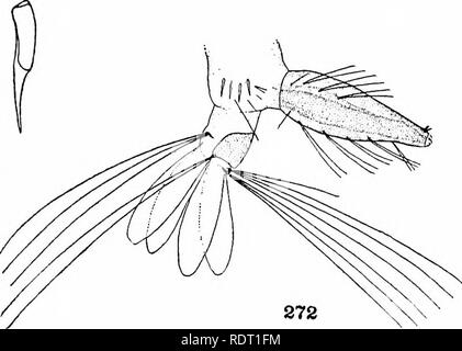 . Le zanzare dell America del Nord e America centrale e Antille. Le zanzare. . Si prega di notare che queste immagini vengono estratte dalla pagina sottoposta a scansione di immagini che possono essere state migliorate digitalmente per la leggibilità - Colorazione e aspetto di queste illustrazioni potrebbero non perfettamente assomigliano al lavoro originale. Howard, L. O. (Leland Ossian), 1857-1950; Dyar, Harrison G. (Harrison grigio), 1866-1929, coautore; Knab, Frederick, 1865- joint autore. Washington, D. C. , Carnegie Institution di Washington Foto Stock