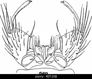 . Le zanzare dell America del Nord e America centrale e Antille. Le zanzare. 260 261. 262. Si prega di notare che queste immagini vengono estratte dalla pagina sottoposta a scansione di immagini che possono essere state migliorate digitalmente per la leggibilità - Colorazione e aspetto di queste illustrazioni potrebbero non perfettamente assomigliano al lavoro originale. Howard, L. O. (Leland Ossian), 1857-1950; Dyar, Harrison G. (Harrison grigio), 1866-1929, coautore; Knab, Frederick, 1865- joint autore. Washington, D. C. , Carnegie Institution di Washington Foto Stock