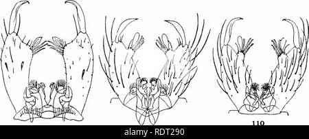 . Le zanzare dell America del Nord e America centrale e Antille. Le zanzare. 10?. 108 110 106. Si prega di notare che queste immagini vengono estratte dalla pagina sottoposta a scansione di immagini che possono essere state migliorate digitalmente per la leggibilità - Colorazione e aspetto di queste illustrazioni potrebbero non perfettamente assomigliano al lavoro originale. Howard, L. O. (Leland Ossian), 1857-1950; Dyar, Harrison G. (Harrison grigio), 1866-1929, coautore; Knab, Frederick, 1865- joint autore. Washington, D. C. , Carnegie Institution di Washington Foto Stock