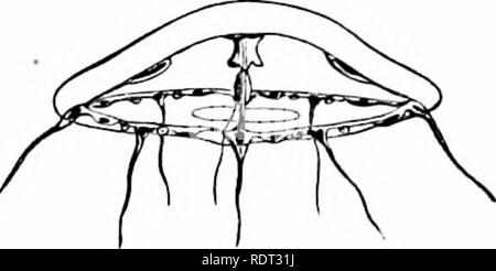 . Studi sul mare della storia naturale. Animali marini. monly trovati di notte rispetto al giorno, essendo notturno in le sue abitudini. Fig. 12. Fig. 73.. Si prega di notare che queste immagini vengono estratte dalla pagina sottoposta a scansione di immagini che possono essere state migliorate digitalmente per la leggibilità - Colorazione e aspetto di queste illustrazioni potrebbero non perfettamente assomigliano al lavoro originale. Agassiz, Elizabeth Cabot Cary, 1822-1907; Agassiz, Alexander, 1835-1910, coautore. Boston, J. R. Osgood e azienda Foto Stock