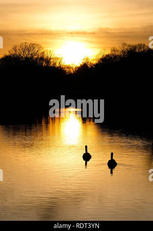 Silhouette e la riflessione di due cigni nuotare al tramonto sulla gora a Eling mulino di marea, Totton, Southampton, Hampshire, Inghilterra, Regno Unito Foto Stock