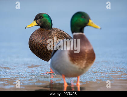 Un American Black Duck x Mallard hybrid pone nei pressi di un regolare Mallard duck a Humber Bay Park di Toronto, Ontario. Foto Stock