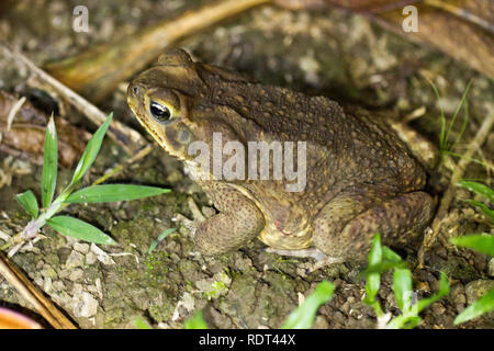 La canna da zucchero Toad (Rhinella marina) Foto Stock