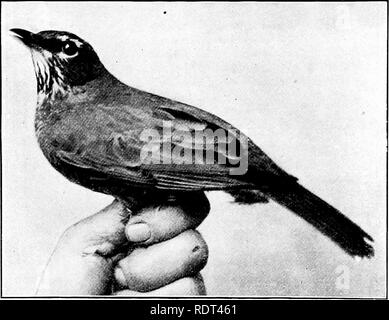 . Primo insegnamento di zoologia. Zoologia. Gli uccelli 23s solitamente la morte per il bird. Di recente sono state pubblicate diverse bird-chiavi che cercano di rendere pos- sibile determinare specie, nessuno quelli a qualsiasi velocità, all'esame dell'uccello vivo tra gli alberi per mezzo di un'opera-vetro, o spesso ad occhio nudo. Il CHAP- uomo " Bird-Life "è un esempio della migliore specie di questi libri. Da questo il seguente è quotato:. Fig. 192. -Western robin, Mcriila uiigratoria propinqua. (Fotografia alla vita da Eliz. e Jos. Grinnell.) " Veniamo ora alla questione pratica di io Foto Stock
