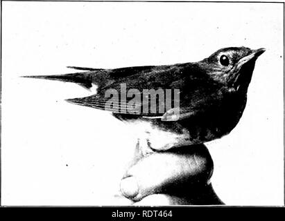 . Primo insegnamento di zoologia. Zoologia. -34 primo LFSSONS IN ZOOLOGIA L;salone delle descrizioni di tutte o la maggior parte delle specie della regione, con tabelle e chiavi per tracciare tlie diverse forme. Il miglior manuale generale è Coues' " chiave per gli uccelli del Nord America", che include non solo le chiavi per il tracciamento e la descrizione di tutte le specie conosciute di uccelli in questo continente, ma anche i conti di distribu- zione, del nesting e uova, e del piumaggio del )-oung uccelli, oltre ad un'introduzione completa a anat-. Fjg. 191.-RubSct-liackL^il tlinish, T/fr&LT;//fs/iisln nlus, Foto Stock