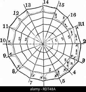 . Primo insegnamento di zoologia. Zoologia. Ragni E LORO IVEB-facendo 203 spider, se esso non ha alcun rifugio lato, solitamente si appoggia. Toccare uno dei raggi o una delle linee di fondazione con una matita punto; toccare la spirale con una matita; una differenza nel carattere dei due tipi di linee è in una volta il manifesto. Il filo a spirale è "sticky", i raggi e linee di fondazione non sono così; il web è fatto di due tipi di seta. Se un bit della linea a spirale essere esaminato sotto un microscopio si sarà visto che andava lungo il silken thread, come i talloni su una stringa, sono molti piccoli globuli o gocce. Ts Foto Stock