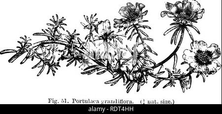 . Manuale di hardy alberi, arbusti e piante erbacee ... Sulla base del lavoro francese dei sigg. Decaisne e Naudin ...intitolato 'Manuel de l'amateur des jardins,' e comprese le xilografie originali da Riocreux e Leblanc. Piante ornamentali,. 74 CaryophyllecE-Cerastimn. G. triviale, C. glomeratum, e Stellaria inedia, Chickweed, un vicino impianto di Allied, sono estremamente giardino comune e il mais- campo erbacce. Stellaria Holostea è un comune siepe peren- nial di debole straggling abitudine, con grandi bianco puro e fiori avente profondamente lobate petali. Oedeb XVIII.-PORTULACEiE. Un piccolo ordine del nano ofte Foto Stock