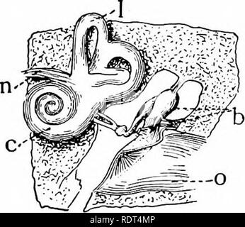 . Primo insegnamento di zoologia. Zoologia. HO^V yINlMALS KNOIV COSE 107 ha scoperto la loro presenza dell'edificio. La scoperta è stata senza dubbio reso dal senso di odore. Queste falene hanno molto riccamente sviluppati; antenna, finemente ramificato o selvaggina di penna, che offrano opportunità per l'ex- istence di moltissimi maleodoranti-box." Audizione è la percezione di alcune vibrazioni del BOD- ies. Queste vibrazioni danno luogo ad onde-sound-onde come essi sono chiamati-che procedono dalla Vibrante corpo in tutte le direzioni e che, provenienti da un animale, stimolare la speciale uditiva o audizione organi, whic Foto Stock