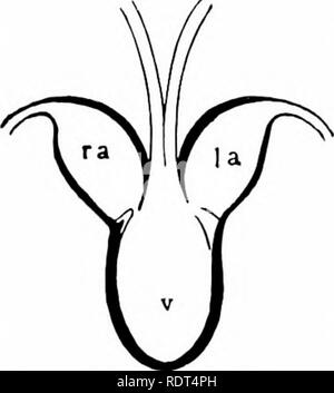 . Primo insegnamento di zoologia. Zoologia. 96 primo insegnamento di zoologia parzialmente separata da quella fuori dei polmoni. Questo separa- zione permette al sangue dai polmoni per essere inviato ai tessuti senza molto di miscelazione con il sangue impuro dai tessuti. In uccelli e mammiferi la separazione delle due metà del ventricolo è completa, il sangue dai polmoni inviati unmi.sso per i tessuti e che dai tessuti restituito senza indugio ai polmoni. Fig. 62 fornisce il piano della circolazione nei mammiferi. Si prega di notare che queste immagini vengono estratte dalla pagina sottoposta a scansione di immagini che possono essere Foto Stock