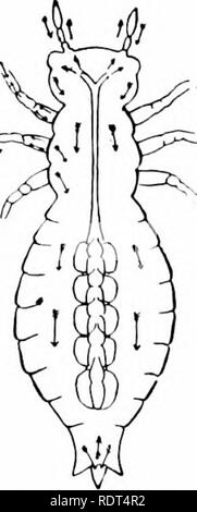 . Primo insegnamento di zoologia. Zoologia. 94 primo insegnamento di Zoologia. circuhitai-)" s)'stcm è costituito da tubi definitiva; questi si aprono in allentato mal definito gli spazi nel corpo-cavità. In tale il sangue viene spostato gradualmente in tutta l'animale, ma non così definitivamente e rapidamente come in altri paesi in cui il sangue scorre in navi definita. In il lombrico non esiste tale cuore come in animali superiori, ma il sangue- recipiente lungo la linea dorsale e alcuni dei suoi rami attorno ai lati hanno pareti muscolari e " battere " da un'onda di contrazione a correre verso la testa. In insetti la dorsale di sangue-vesse Foto Stock