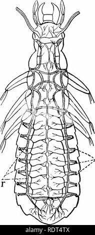 . Primo insegnamento di zoologia. Zoologia. L'acqua è costretta posteriore Fig. 45.-capo di tmutwith gi avanti t(j mostrano le branchie- (dal provino.) sopra le branchie. Questa operazione viene ripetuta continuamente. Se la bocca di un pesce attivo come un sunfish è fissato aprirlo a morire, poiché essa non può più respirare. Va aggiunto che le alette della maggior parte dei pesci senza dubbio un po' di aiuto in respira- tion poiché esse sono ben fornite con il sangue e la pelle su di essi è molto sottile. Gli insetti sono per lo più aria-respiro- ers. L'uomo)", l'ape e dragon- flyfor esempio mostrano molto grande attività, molto esigenti ossi- gen. Essi hanno un el Foto Stock