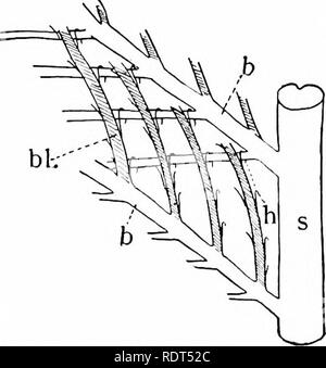 . Primo insegnamento di zoologia. Zoologia. 6o F/RSr LBSSONS in zoologia depurato porzioni della pelle. Di ciò che utilizza sono le piume per l'uccello? Le penne sono di diversi tipi o tipi, ciascuno dei quali ha un nome. In tlie ali e la coda sono lunghi, rigidi piume chiamato cjuiU piume; quelli che ricoprono il corpo intero e recare il pattern di colori sono chiamati penne di contorno; il piccolo e morbido di quelli che coprono il corpo più o meno completamente (essendo tuttavia per la maggior parte nascosti da piume di contorno) sono chiamati verso il basso le piume o plumules, mentre, infine, i dispersi, sottile, morbida o rigida di capelli come quelli, wit Foto Stock