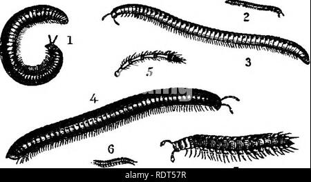 . My garden, its plan and culture together with a general description of its geology, botany, and natural history. Gardening. We often notice Centipedes and Millipedes, especially about our potatoes and carrots. We have the Thirty-foot Centipede {Lithobius forficatus, fig. 1015, No. 2), which has a large head (fig. 1015, No. 3) and a powerful pair of jaws; but I do not remember to have ever seen at my garden the Luminous Centipede {Geophilus longicor- FiG. lois,—Centipedes. uis, fig. IOI5, No. l), whlch is remarkable at certain times for leaving a train of fire in its track. I have seen this p Foto Stock