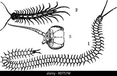 . My garden, its plan and culture together with a general description of its geology, botany, and natural history. Gardening. 4S6 MY GARDEN. CENTIPEDES AND MILLIPEDES.. We often notice Centipedes and Millipedes, especially about our potatoes and carrots. We have the Thirty-foot Centipede {Lithobius forficatus, fig. 1015, No. 2), which has a large head (fig. 1015, No. 3) and a powerful pair of jaws; but I do not remember to have ever seen at my garden the Luminous Centipede {Geophilus longicor- FiG. lois,—Centipedes. uis, fig. IOI5, No. l), whlch is remarkable at certain times for leaving a tra Foto Stock