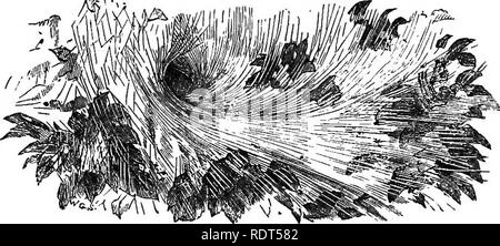 . Il mio giardino, il suo piano e cultura insieme con una descrizione generale della sua geologia, della botanica e della storia naturale. Il giardinaggio. Fig. 1014.-Web di Agelena labyrintheca. In primavera abbiamo spesso di vedere un ragno rosso {Trombidium Ho lovericum), che attira la nostra attenzione dalla luminosità dei suoi colori; e anche di caccia ragni, che sono notevoli per la loro estrema attività. Talvolta vediamo il Gossamer a Wallington, ma non di essere confrontata con la quantità che può essere osservata sul continente in autunno. '^lento attraverso l'aria Gossamer galleggianti, o s'.retch'd da lama a lama ondulazione netw Foto Stock