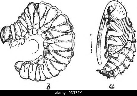 . Amatoriale frutticoltura. Una guida pratica per la coltivazione di frutta per uso domestico e il mercato. Scritto con speciale riferimento ai climi più freddi. Frutti-coltura. -Mela Curculio naturale. Si prega di notare che queste immagini vengono estratte dalla pagina sottoposta a scansione di immagini che possono essere state migliorate digitalmente per la leggibilità - Colorazione e aspetto di queste illustrazioni potrebbero non perfettamente assomigliano al lavoro originale. Verde, Samuel B. (Samuel Bowdlear), 1859-1910. San Paolo, Minn. , Webb publishing company Foto Stock